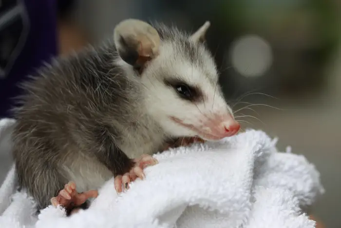 an opossum